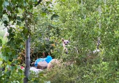 Göl kenarına pikniğe giden aile ayılarla karşılaştı; kurdukları sofrayı bırakıp kaçtılar