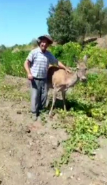 Kızıl geyik, tarlada kavun yerken görüntülendi