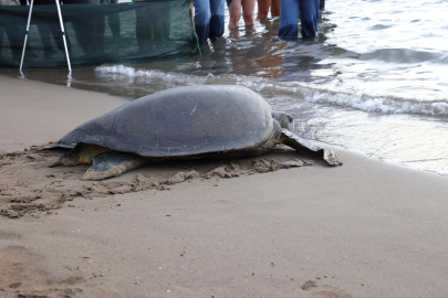 Caretta caretta 'Lansinoh'un rotasını 18 bin kişi görüntüledi