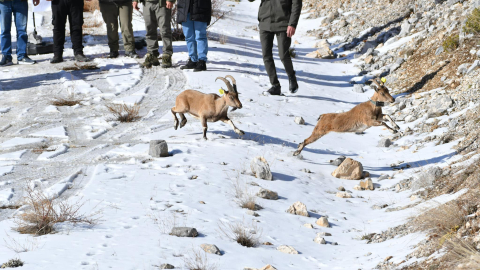 Antalya'dan Afyonkarahisar'a 7 yaban keçisi