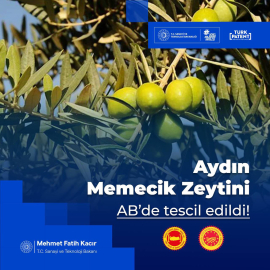 Aydın Memecik Zeytini'ne AB tescili (2)